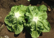 Gli intervenuti hanno valutato molto positivamente anche la gamma di varieta' di lattughe tipologia Romana proposte da Gautier Sementi. Tutte le varieta' presentate di questa tipologia hanno la resistenza al Fusarium oxysporum f.sp. lactucae (fol:1).