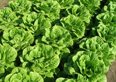 R370 - Lattuga romana per trapianti primaverili e autunnali con resistenza IR fol:1. Ottima presentazione del cespo, elegante con foglia liscia e rotonda. Lenta a chiudere e buona tenuta alla salita a seme.