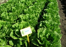 R374 – Lattuga romana per trapianti primaverili e autunnali con resistenza IR fol:1. Varieta' polivalente facile da coltivare e molto plastica. Facile al taglio e per la lavorazione in cassetta. Cespo aperto e foglia spessa. Buona tolleranza al tip burn.