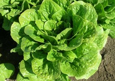 R533 – La romana elegante per l'estate. Pianta di buona vigoria, cespo aperto e lento a chiudere. Foglia spessa, di colore verde brillante, facile da maneggiare. Ottima tolleranza a tip burn e salita a seme. IR fol:1.