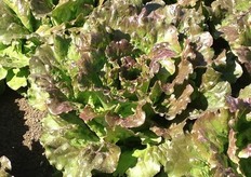 K574 – la novita' nella batavia rossa. Batavia antocianica dal colore intenso. Pianta aperta e strutturata ed elegante. Varieta' polivalente e plastica.