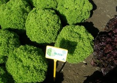 Sb358 – La lollo bionda plastica ed equilibrata. Lattuga lollo bionda dotata di cespo con ottima presentazione, compatto e ben strutturato. Ottima tenuta alla lavorazione.