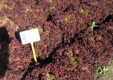 Sr319 – Colore intenso e plasticita'. Lattuga lollo di colore doppio rosso. Foglia plastica, resistente alle manipolazione, dal colore omogeneo. Fondo chiuso e solido, facile al taglio.