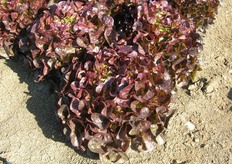 Q549 – La foglia di quercia rossa resistente. Varieta' dal colore rosso intenso e brillante, pianta vigorosa e cespo pesante.