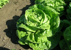 Serpico (C384) – La cappuccina estiva. Lattuga cappuccina di colore verde brillante. Cespo semiaperto e pesante, zona di taglio ridotta ed buona qualita' del fondo. Indicata per raccolte di fine primavera ed estate.