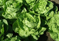 Kountry – Peso e tenuta in campo. Lattuga cappuccina primaverile bionda. Cespo semiaperto e piano, facile al taglio. Buona tenuta alla sovramaturazione in campo.