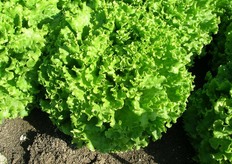 Mobidic - Vigoria e presentazione. Gentile con pianta vigorosa a testa aperta. Fogliame spesso di colore verde franco che non decolora i margini fogliari, anche in condizioni climatiche alterne.