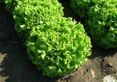 Celtic – la nuova gentile. Lattuga gentile a cespo aperto, colore verde intenso ed omogeneo, che non ingiallisce. Buona qualita' del fondo, con colletto ridotto per una maggiore facilita' al taglio. Per colture primaverili ed autunnali.