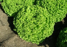 Ylina - La gentile estiva e compatta. Gentile con pianta compatta a testa aperta. Fogliame ricciuto, finemente bolloso di colore verde brillante. Pianta molto strutturata, dalla presentazione originale. Fondo sano con zona di taglio limitata. Elevata tenuta alla salita a seme e tolleranza al tip burn. Per coltivazione in pieno campo nel periodo estivo.