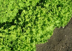 Copernic - La nuova gentile resistente al fusarium. Gentile con pianta equilibrata, testa aperta, di buon volume. Fogliame di colore biondo, con buona tenuta alle manipolazioni. Buona tolleranza alla salita a seme e al tip burn.