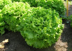 Rebelina – La gentile compatta per l'estate resistente al fusarium. Gentile con pianta. Fogliame spesso, finemente bolloso, di colore verde intenso. Foglia plastica, facile da lavorare. Ottima qualita' del fondo, ben chiuso e facile al taglio.