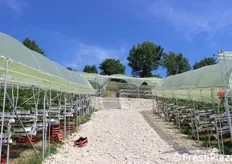 Nel 2012 e' diventato operativo l'impianto di serre costruito a Velo Veronese. All'epoca le piantine coltivate erano 140.000 e fu subito un successo, tanto che l'anno seguente si fece il bis con una produzione ancora maggiore: 220.000 le piante coltivate.
