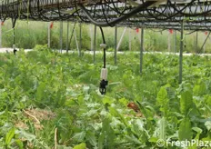 Un sistema di irrigatori a pioggia inumidisce anche il suolo sotto le vaschette e i tralicci, cosi' si conserva il microclima sotto le coperture.
