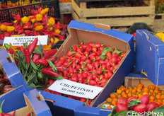 Varieta' Chupetinha, con un grado di piccantezza pari a 50.000 SHU sulla scala Scoville.