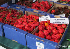 "Peperoncino "Trinidad Moruga Scorpion": uno dei peperoncini piu' piccanti al mondo, con un grado di piccantezza pari a 2.000.000 SHU."