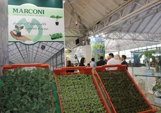 Piantine da orto della Marconi.