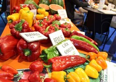 Alcune delle selezioni varietali Cora Seeds.