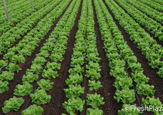 La giornata prosegue con la visita alla Ma.Cle., azienda dalle serre ad alta innovazione tecnologica.