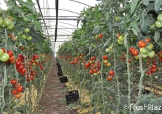 Si ammirano le coltivazioni di pomodoro e le serre.
