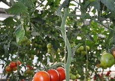 La delegazione cinese ammira i prodotti di Fondi.