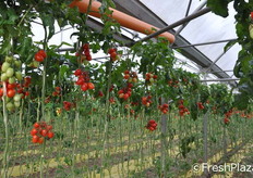 Piantagione di pomodori.