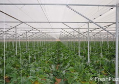 La visita prosegue nelle serre in cui sono coltivate le zucchine.