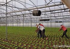 I lavoratori tolgono manualmente l'erba dal terreno per favorire una crescita naturale e di qualita' del pomodoro.