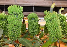 ... presso il quale e' stata ricreata una piantagione di banane in piccolo!