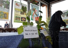 Piante di kiwi in esposizione nello stand Co.N.Vi.Vivai.