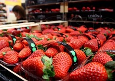 La Candonga Fragola Top Quality(R) viene venduta a peso in cestini da 600/700 grammi. La fragola e' carnosa, succosa e croccante, con pochi zuccheri. Un colore rosso intenso e uniforme e una pezzatura elevata. E' aromatica e dolce. Si presenta anche come un prodotto molto uniforme.