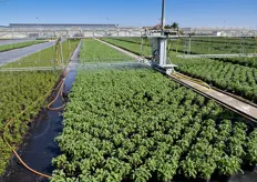 La coltivazione e' facilitata mediante il diffuso utilizzo di sistemi d'irrigazione automatici.