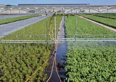 L'irrigazione viene effettuata a seconda delle condizioni climatiche e anche in base all'incremento di peso del vaso.
