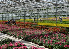Il core business dell'azienda Di Meo Remo e' ancora quello floricolo, ma la tendenza e' quella di aumentare esponenzialmente le coltivazioni aromatiche.