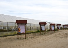 Il sito di Maccarese dell'azienda Tiozzo: 10 ettari in pieno campo e 6 sotto serra. Nei tabelloni affissi all'esterno delle serre, i vari membri della famiglia Tiozzo illustrano le iniziative di sostenibilita' ambientale e responsabilita' sociale della OrtoSole.