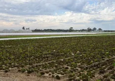 Coltivazioni di pieno campo su terreni sabbiosi presso il sito di Maccarese dell'azienda OrtoSole.