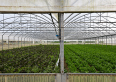 "Coltivazioni in serra di radicchio e sedano. "Coltivare su sabbia - spiega Eugenio Tiozzo a FreshPlaza - e' come lavorare in ambiente idroponico. Nei prossimi anni trasferiremo sotto serra gran parte delle nostre coltivazioni, anche perche' ogni anno e' sempre piu' una guerra contro il clima"."