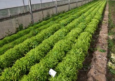 Endivia Timehal RZ trapiantata intorno al 10 gennaio 2015.