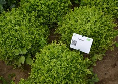 Durante la visita in campo, gli operatori hanno potuto scansionare con il cellulare un codice QR apposto accanto alla varieta', avendo in tal modo accesso alla descrittiva delle sue caratteristiche.