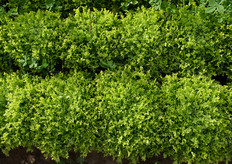 Timehal RZ e' una varieta' di endivia riccia per le produzioni primaverili precoci e autunnali tardive.