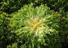 Si caratterizza per il colore verde chiaro, il cespo eretto e voluminoso. Costa piatta, di media larghezza e con arricciatura ben definita sulla foglia. Ottima tenuta alla salita a seme. Ciclo precoce.