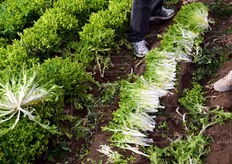 Si noti l'eccellente uniformita' delle coste, una volta aperto il cespo. Le foglie presentano una gradevole arricciatura per quasi tutta la lunghezza. Il colore verde chiaro denota un minore grado di clorofilla e dunque un gusto meno amarognolo. Gli scarti - ipotizzando una lavorazione di IV gamma - risultano ridotti.