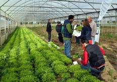 Oltre alle innovazioni nel segmento delle ricce, Rijk Zwaan ha introdotto commercialmente anche due innovazioni nel campo della endivia liscia: Anconi RZ e Demitri RZ. Completano la gamma le cultivar Kethel RZ, Cardaki RZ e Solejado RZ.