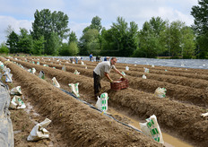Questo appezzamento da un ettaro e' uno dei siti produttivi dell'azienda, che gestisce una superficie complessiva di circa otto ettari.