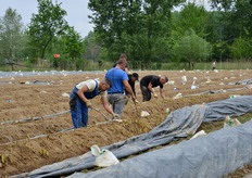 Erano in corso al momento le operazioni di raccolta degli asparagi bianchi.