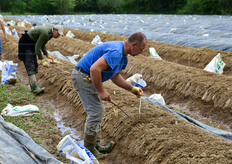 "In questo periodo dell'anno (fine marzo/aprile e poi maggio) i primi asparagi cominciano a spuntare dalla terra. I produttori procedono pertanto a scoprire le baule (cumuli di terra), rimuovendo i teli protettivi, e a "scalzare" dalla base gli asparagi mediante un attrezzo manuale tradizionale, denominato in gergo "sgorbia". Si consideri che un singolo raccoglitore puo' tagliare a mano fino a 10 kg di asparagi l'ora."