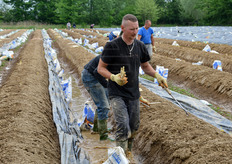 Per mantenere il turione candido, le file del campo vengono lavorate in forma di baula mediante apposita macchina baulatrice, in modo che il cumulo di terra (40-50 cm circa), a sua volta coperto da uno spesso telo da pacciamatura nero, eviti che la luce giunga alla piantina di asparago. In tal modo, la sintesi clorofilliana non ha luogo e il turione rimane bianco.