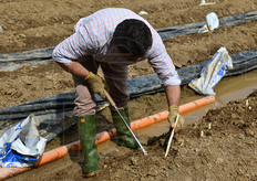 Dimostrazione della tecnica di raccolta manuale.