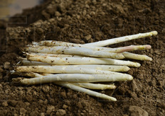 Asparagi bianchi appena raccolti.