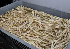 Una volta in azienda, l'asparago bianco viene deposto in cassoni pieni di acqua di pozzo, in modo da mantenerlo a bassa temperatura.