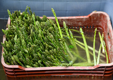 Anche l'asparago verde viene conservato in acqua, ma con le punte non immerse.